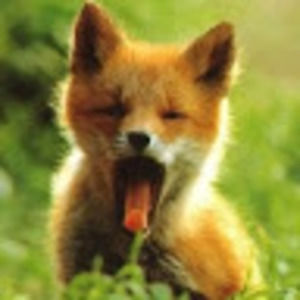 Meet your Posher, Isabelle